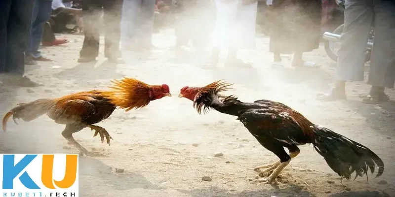 Quy định trong đá gà cựa dao kinh điển